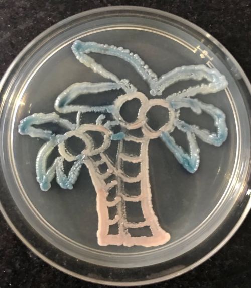微生物显色平板培养艺术大赛