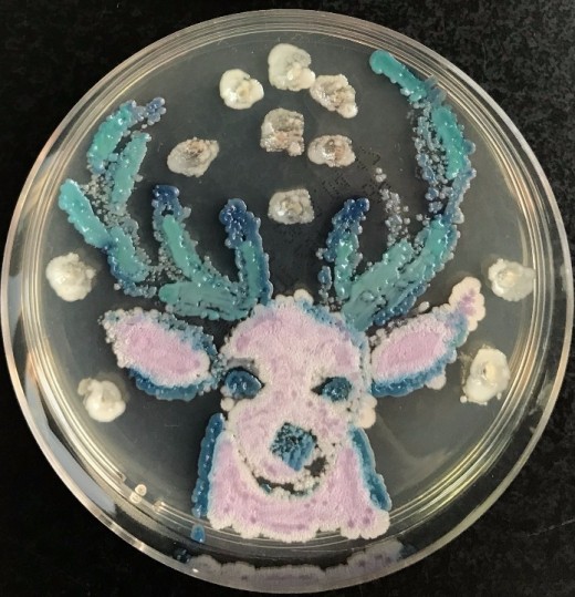微生物显色平板培养艺术大赛
