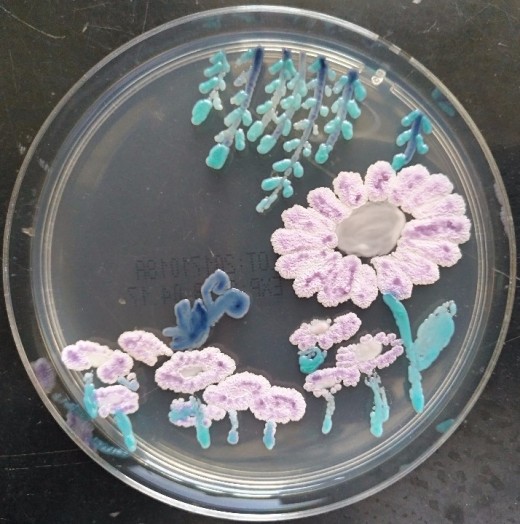 微生物显色平板培养艺术大赛