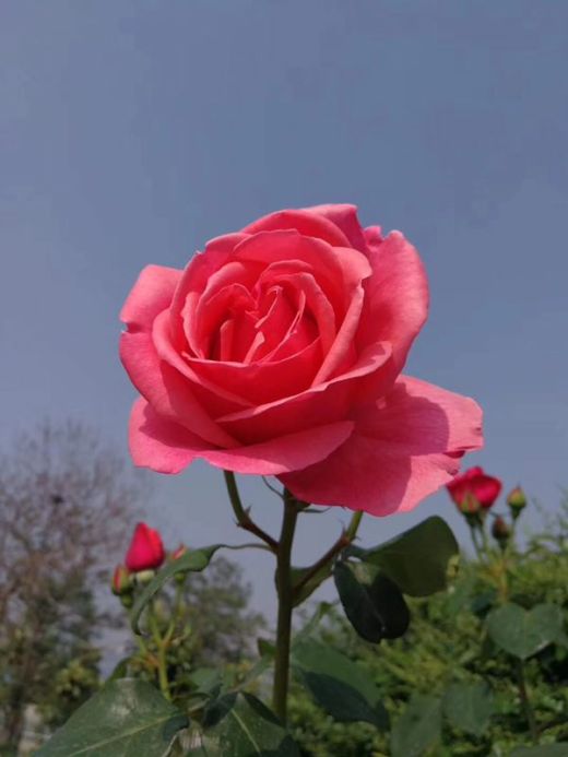 林溪谷·芳草荟儿童成长中心《寻找最美月季花》亲子摄影大赛